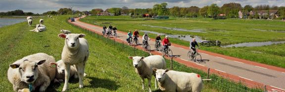 Sheeps and cyclists in Holland