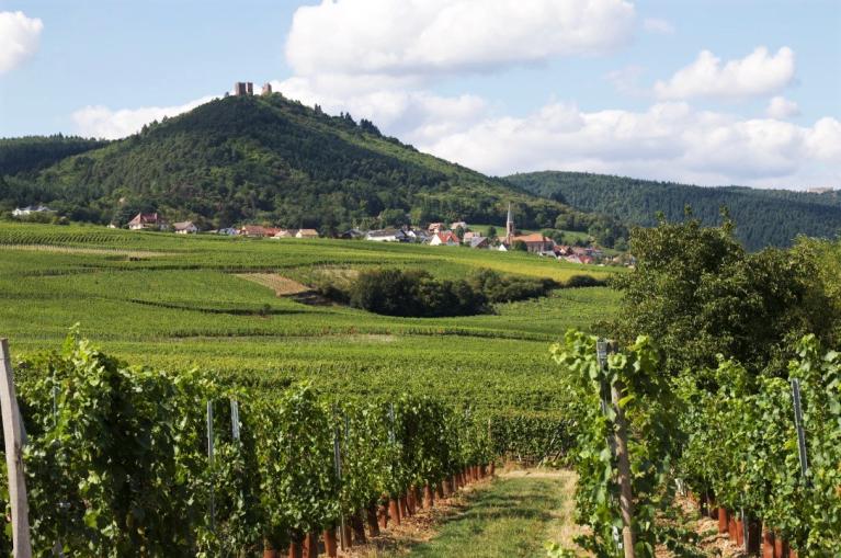Alsace vinyards