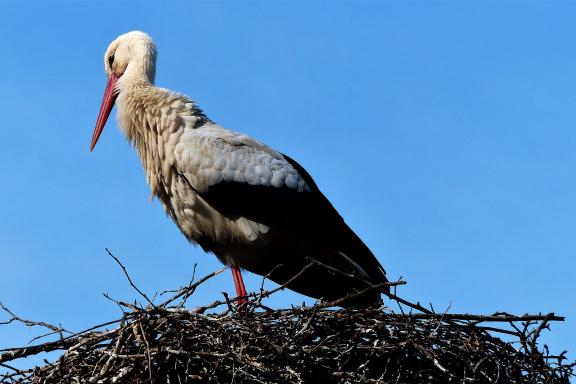 Alsace stork