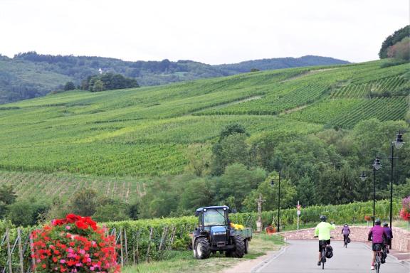 Cycling in Alsace
