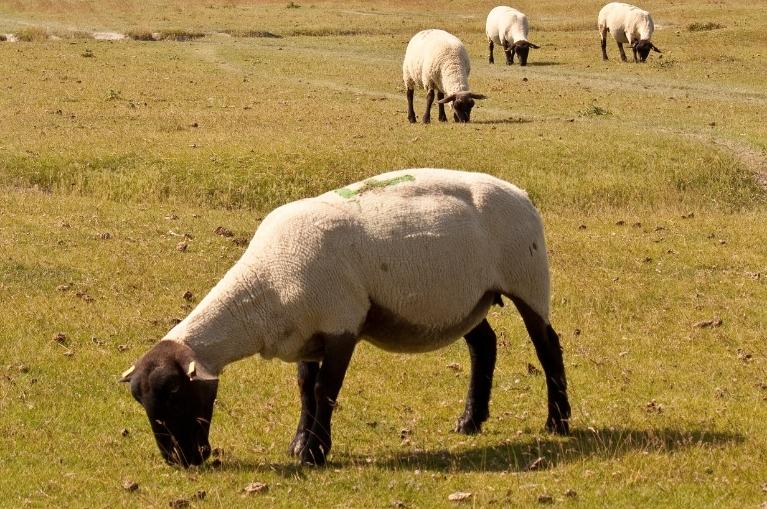 Sheeps Normandy