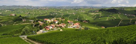 Piedmont vinyards landscape