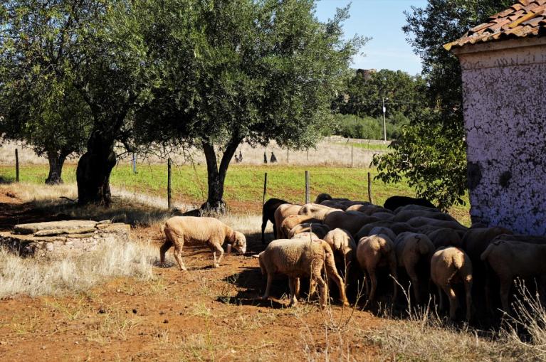 Sheeps in the Serre de São Mamede 