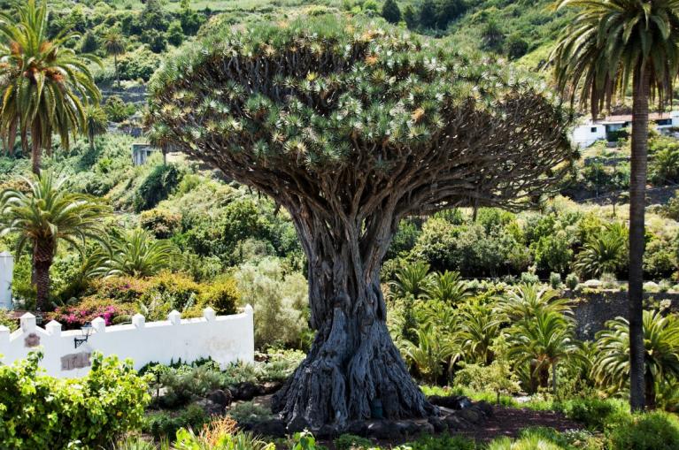 Dragon tree Tenerife