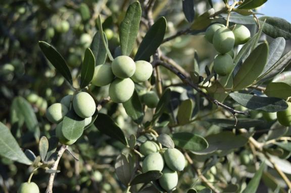Olives in Andalusia