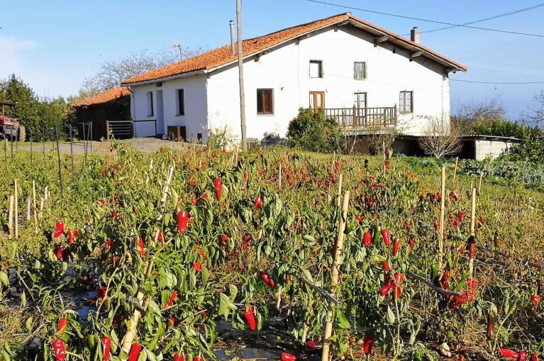 Basque red pepper fields
