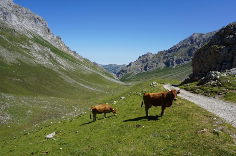 Alica landscape with cows