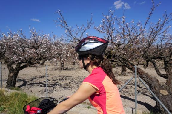 Cyclist in Murcia crossing fields of almond trees