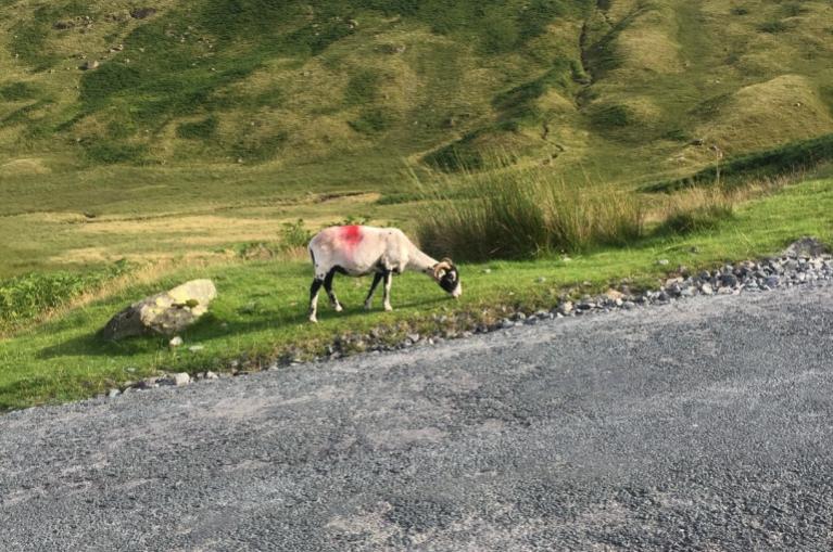 Sheep by Honister