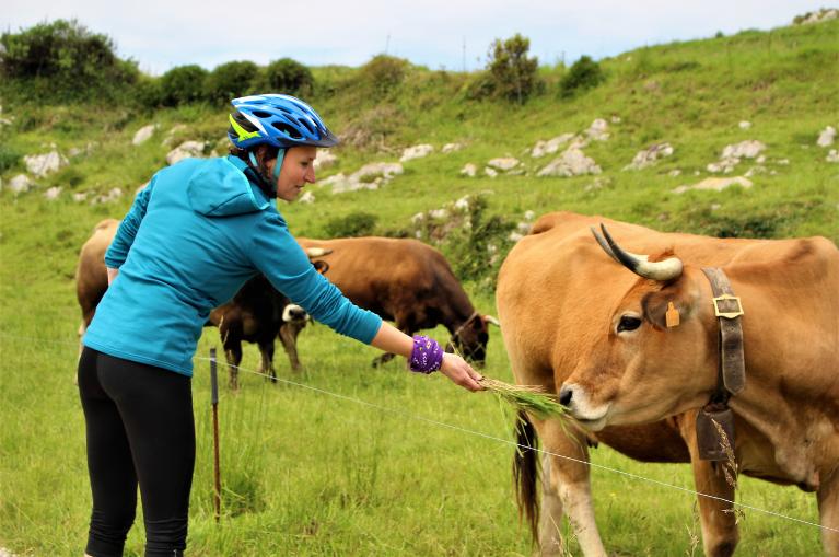 Cyclist feeding cow