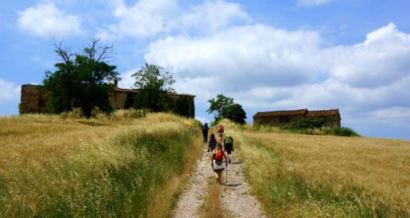 Vineyards landscape in Italy