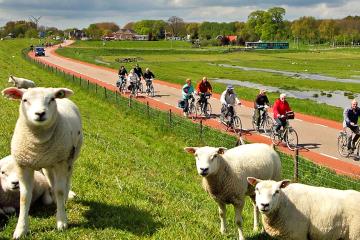 Sheeps and cyclists in The netherlands
