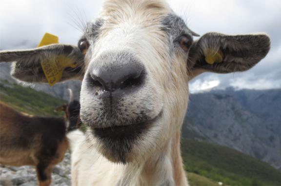 Domestic goat in Picos de Europa