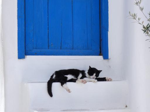 Cat in Santorini Island