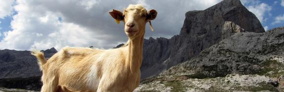 Goat in Picos de Europa National Park