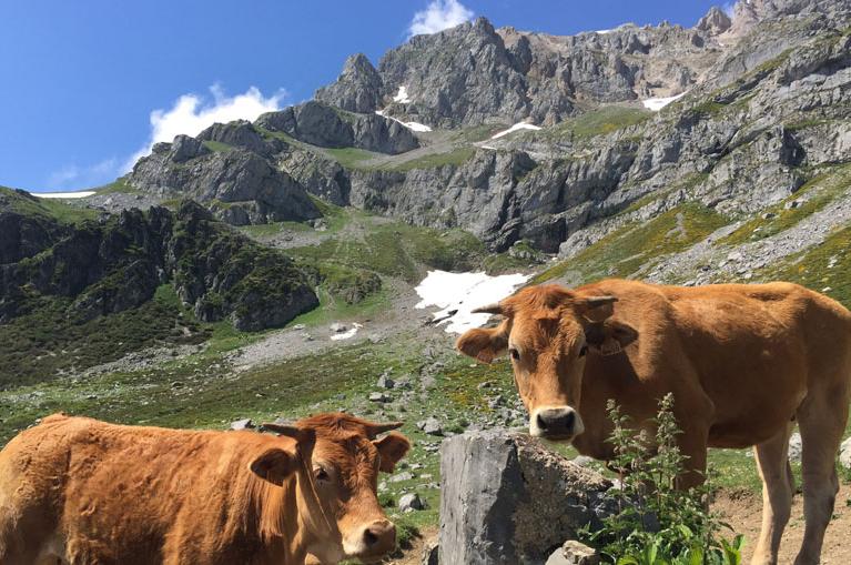 Cows in Picos de Europa