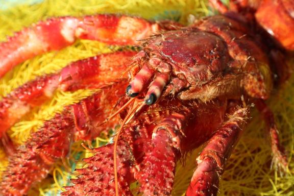 Lobster Crete