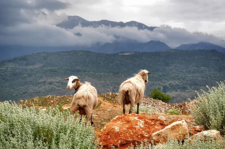 Crete sheeps