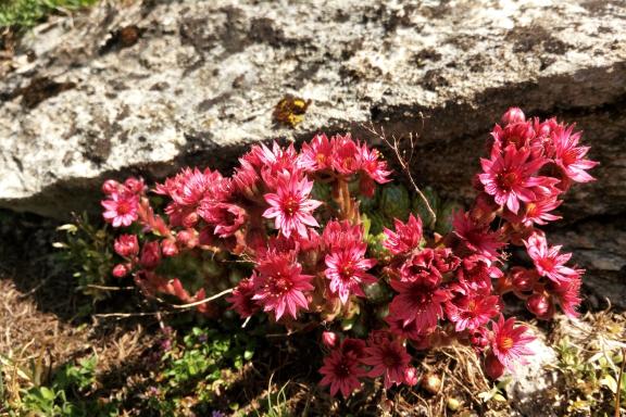 Flowers Val d'Aosta