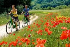 Cyclists in Val D'Orcia