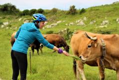 Cyclist in Asturias feeding a cow
