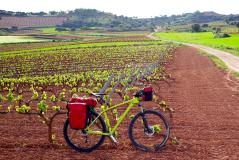 Bicycle among La Rioja vinyards