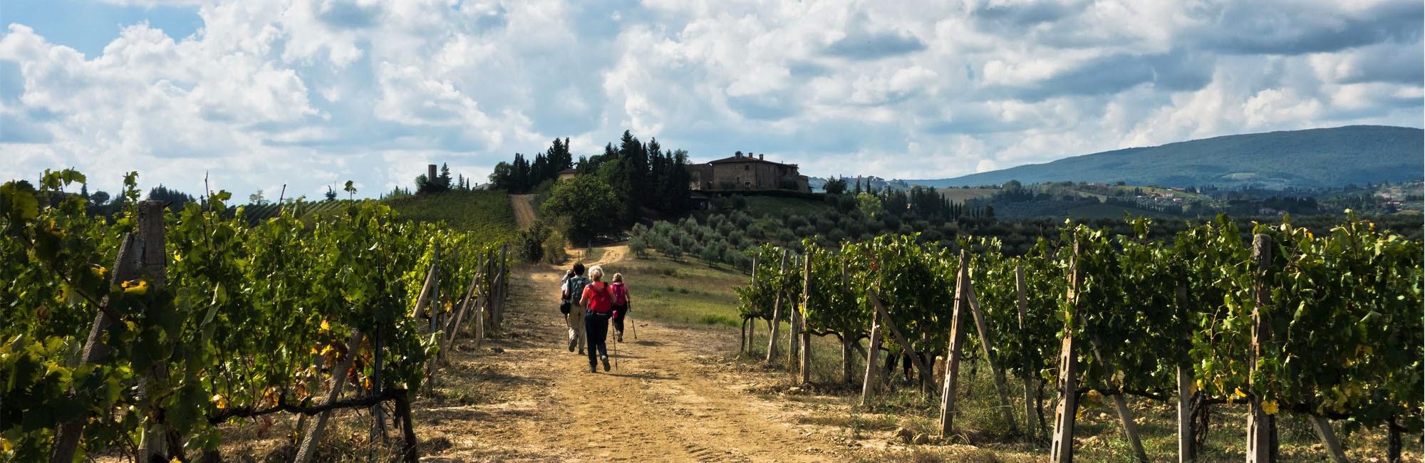 Tourist walking among vinyards