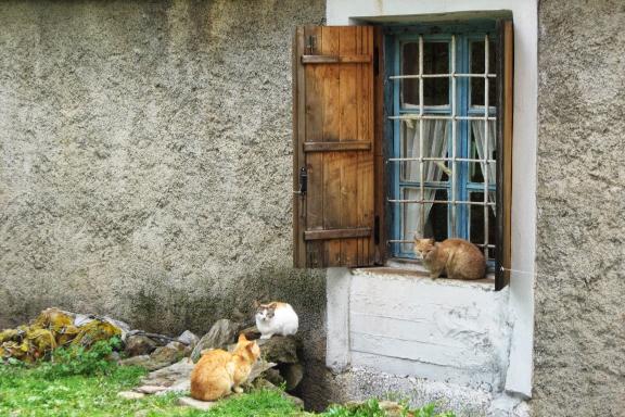 Cats in Kisos