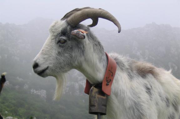 Goat in Picos de Europa
