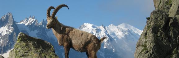 Ibex in Mont Blanc