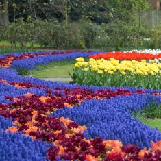 keukenhof