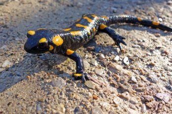 Fire salamander