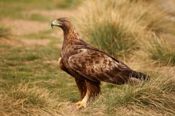 Golden eagle