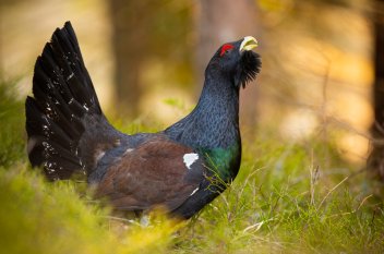 Western capercaillie