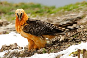 Bearded vulture (Quebrantahuesos)