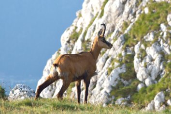 Chamois Picos de Europa 