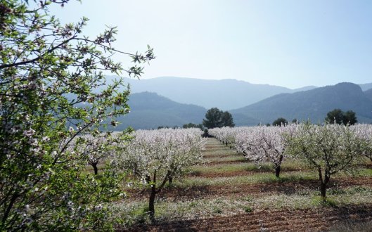 Almond tress in Southern Spain