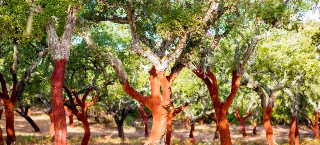 Cork trees in Portugal
