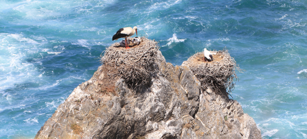 Storks in Alentejo cliffs
