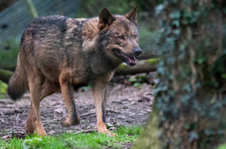 Iberian wolf