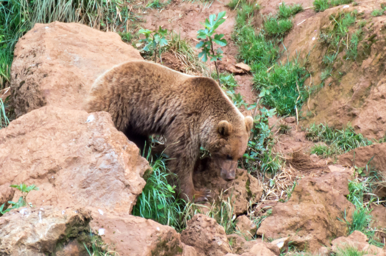 Bear in Picos de Europa