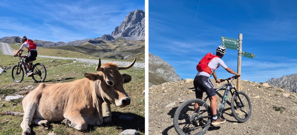 Two pictures of biker in Picos de Europa with cows