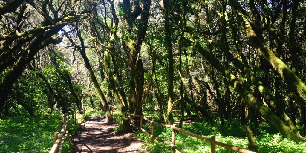 Laurisilva forest in Garajonay NP, la Gomera, Spain 