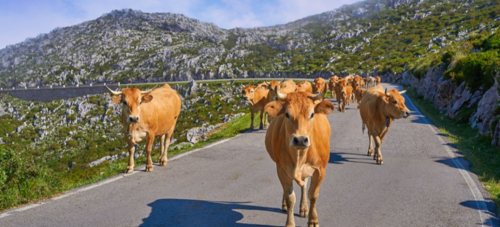 Cows on the road in Cabrales