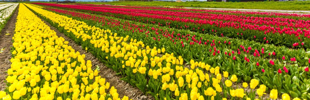 Tulip field in The Netherlands