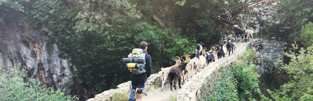 Hiker heading to Bulnes hamlet along a stone bridge with goats
