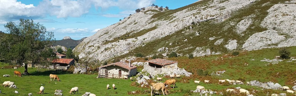 Stone huts with cows in Picos de Europa